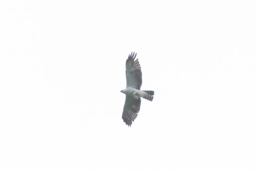 Black-and-white Hawk-Eagle at Rio Bigal